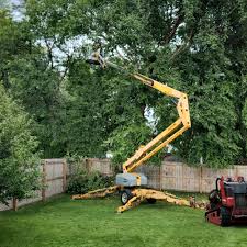 Best Lawn Disease Treatment  in Gainesville, VA