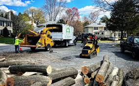 Best Stump Grinding and Removal  in Gainesville, VA