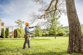 Best Arborist Consultation Services  in Gainesville, VA