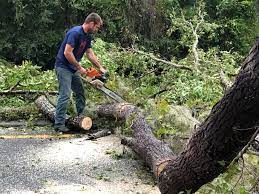 Best Tree Preservation Services  in Gainesville, VA