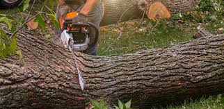 Reliable Gainesville, VA Tree Services Solutions