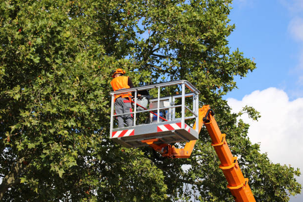 Best Tree Disease Treatment  in Gainesville, VA