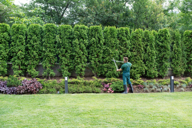 Best Fruit Tree Pruning  in Gainesville, VA