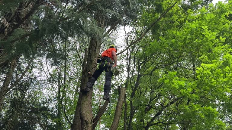Best Seasonal Cleanup (Spring/Fall)  in Gainesville, VA