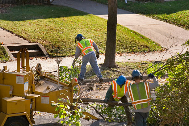 Best Emergency Tree Removal  in Gainesville, VA