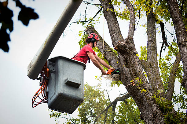 Best Tree Cabling and Bracing  in Gainesville, VA