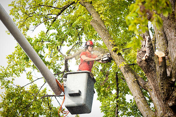  Gainesville, VA Tree Services Pros