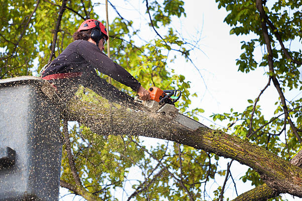 Mulching Services in Gainesville, VA