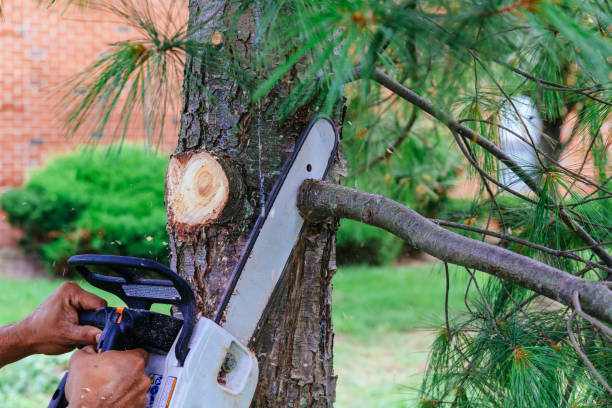 Best Lawn Mowing  in Gainesville, VA